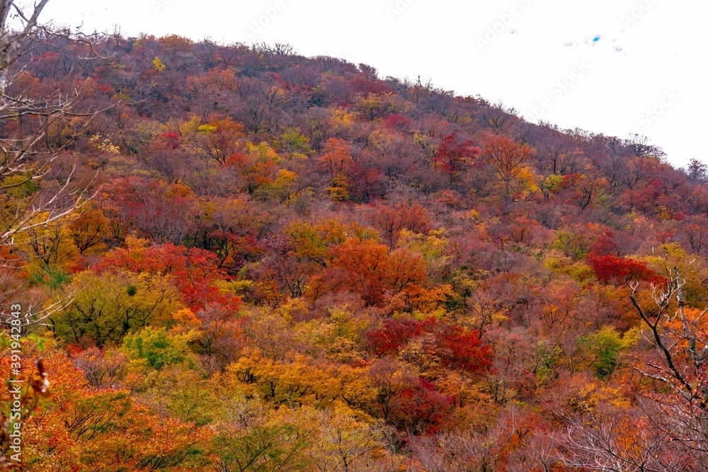 男池湧水群の紅葉