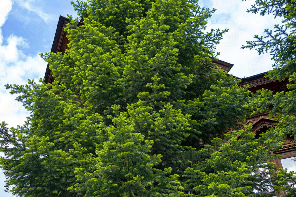 Natural background from young spruce branches. Fluffy greens conifers Natural background from young spruce branches. Fluffy greens conifers