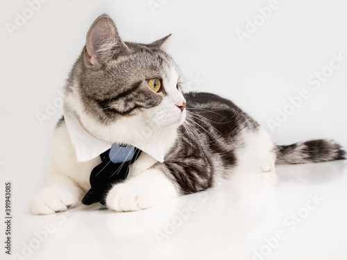 Cute tabby cat with beautiful yellow eyes wearing black bow tie  isolated background..