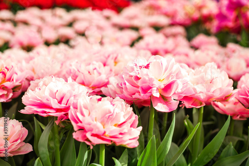 Spring  floral background. Beautiful pink tulips. Blooming flowers in Keukenhof park in Netherlands  Europe