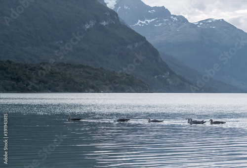Family of Upland Goose (Chloephaga picta) on lake in Ushuaia area, Land of Fire (Tierra del Fuego), Argentina © Nick Taurus
