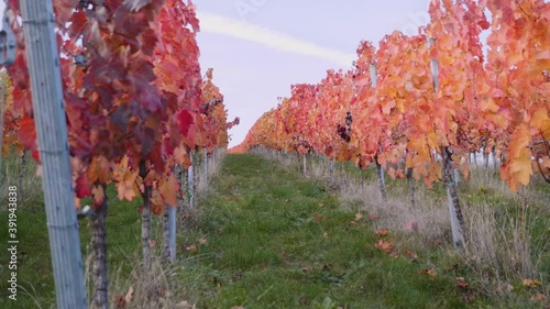 Walking sideways alongside huge colourful vineyard and red grapevines with blue sky in background during autumn in  Bordeaux, France. photo