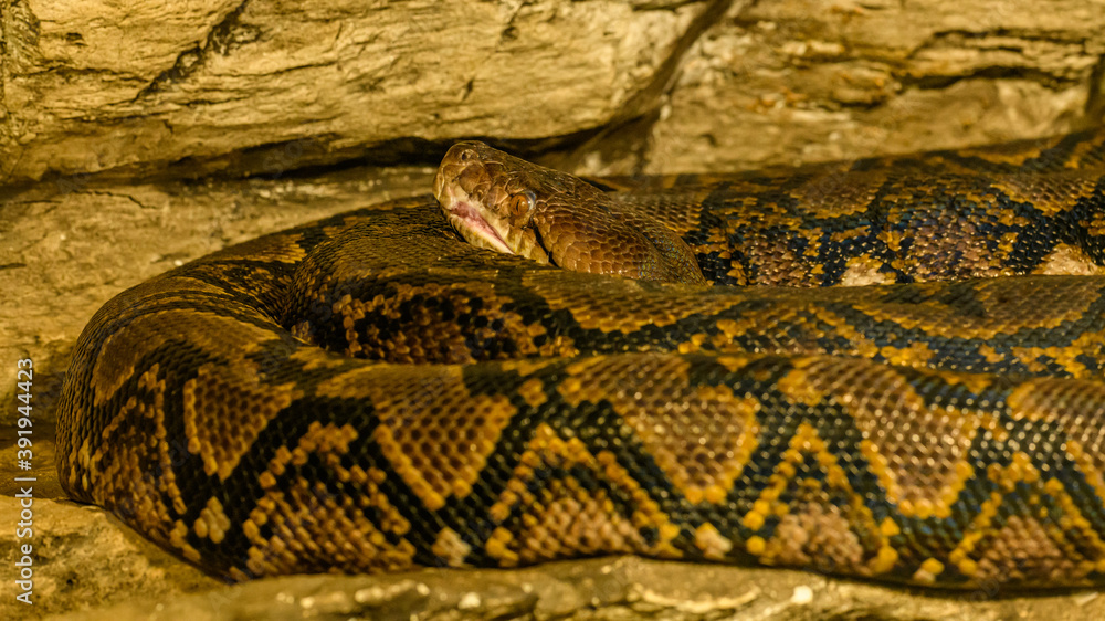 reticulated python (Malayopython reticulatus) coiled detail Stock Photo ...