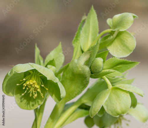 fiore e foglie di helleborus argutifolius
