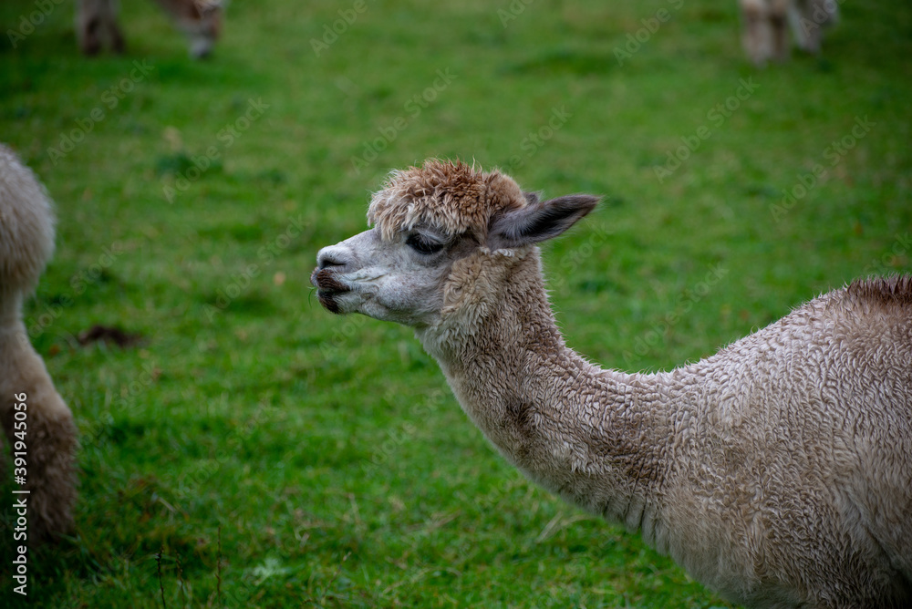 Alpaca's pasture - Farm in Canada, British Columbia