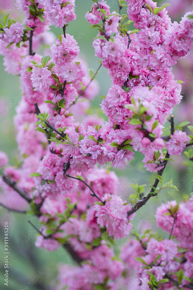 Delicate floral background for Photoshop and design. Pink spring flowers on a blurred background