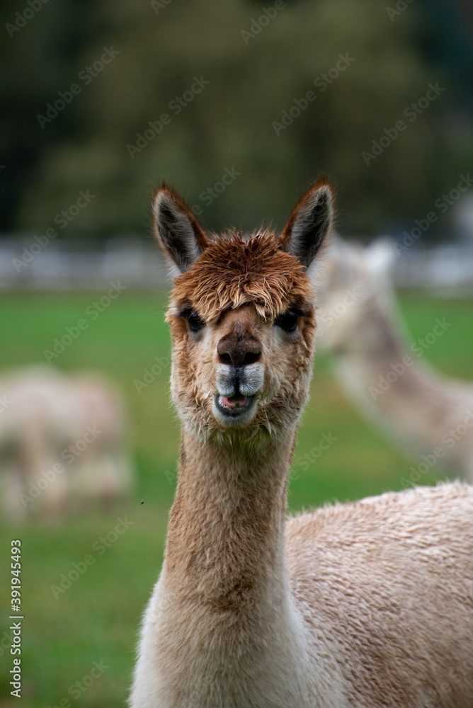 Alpaca's pasture - Farm in Canada, British Columbia Alpaca's pasture - Farm in Canada, British Columbia
