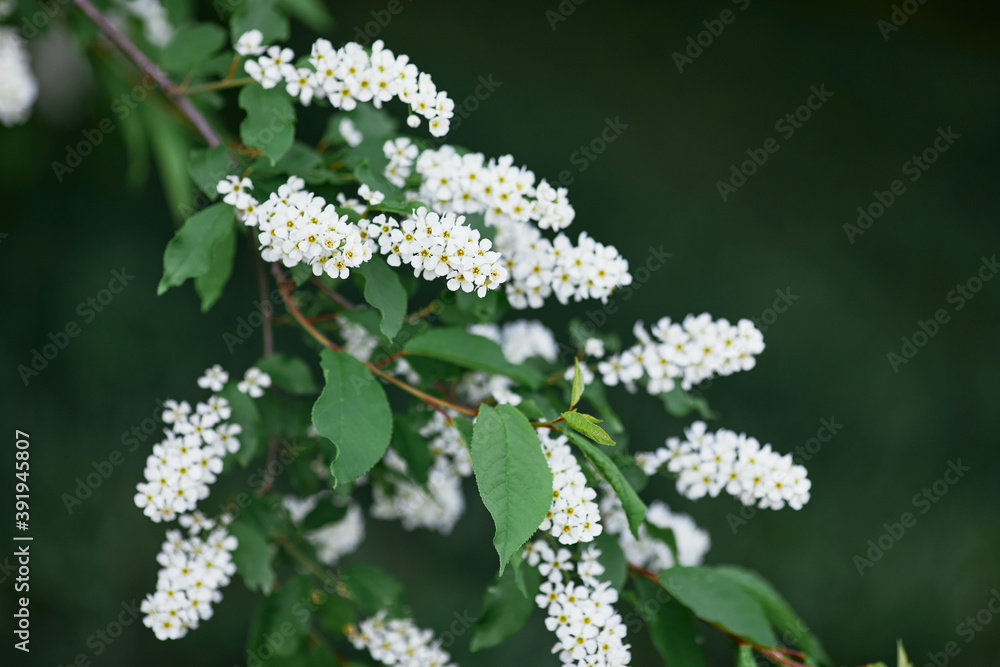 Blooming bird cherry on a blurred background. Beautiful white flowers on the branches. Spring white flowers for the site and design Blooming bird cherry on a blurred background. Beautiful white flowers on the branches. Spring white flowers for the site and design