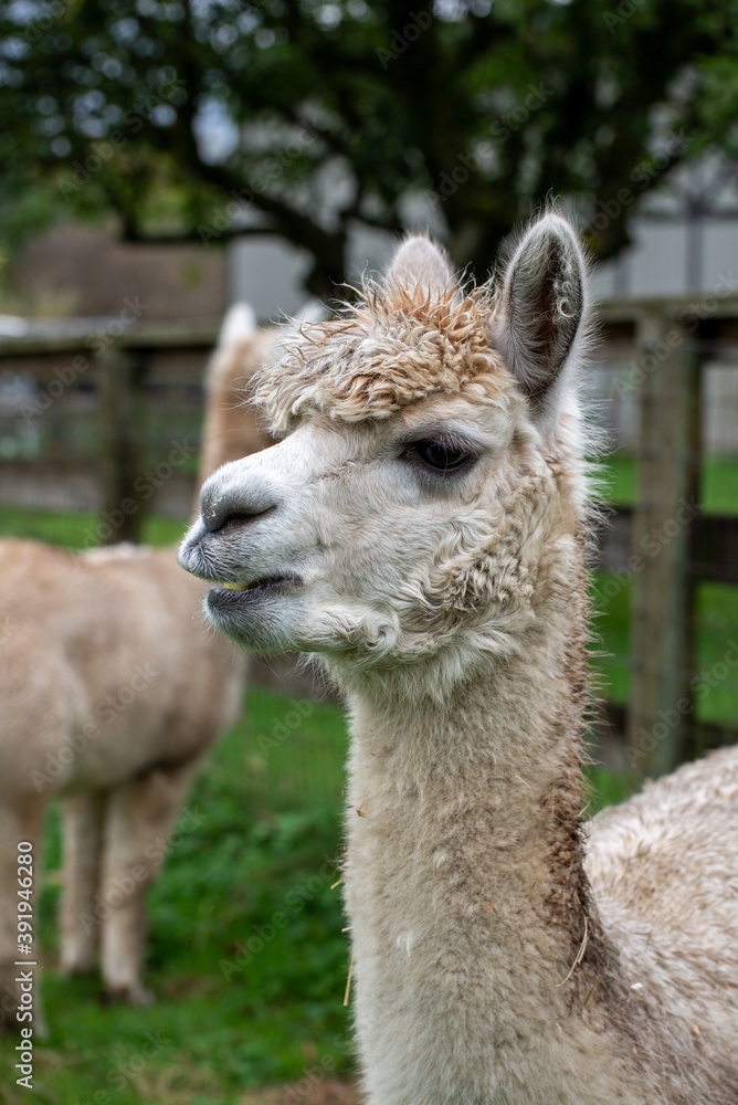 Obraz premium Alpaca's pasture - Farm in Canada, British Columbia