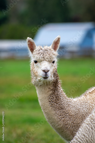 Alpaca s pasture - Farm in Canada  British Columbia