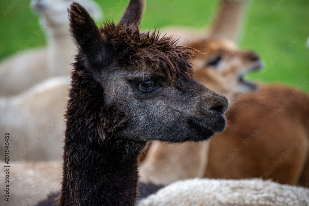 Fototapeta premium Alpaca's pasture - Farm in Canada, British Columbia