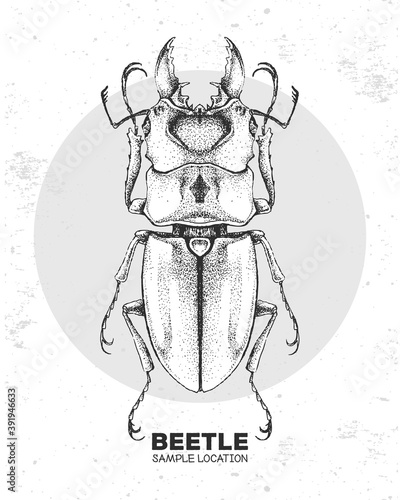 Realistic hand drawing beetle. Artistic Bug. Entomological vector illustration photo