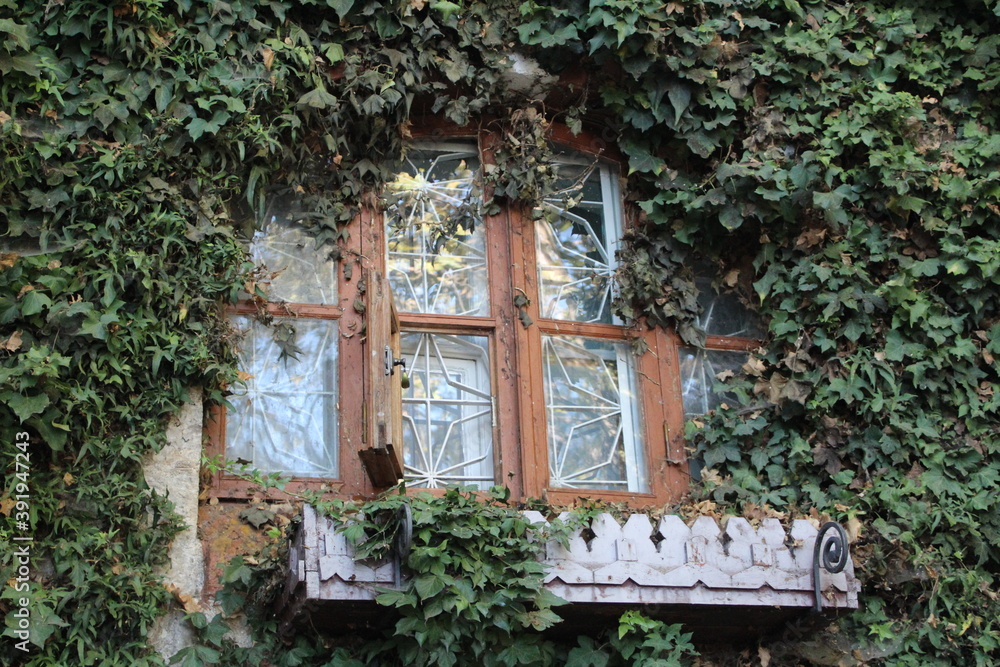 old beautiful window in the house in the green foliage of a bindweed
