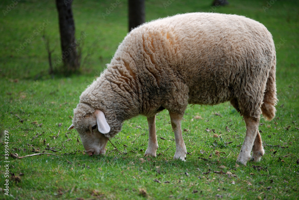 Ein wolliges Schaf frisst Gras auf einer Wiese. Ein wolliges Schaf frisst Gras auf einer Wiese.