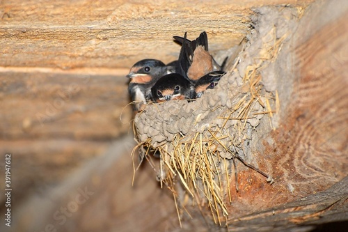 Barn swallow chicks (Hirundo rustica) on the nest