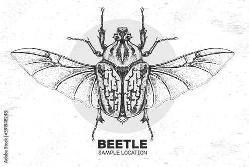 Realistic hand drawing Goliath beetle. Artistic Bug. Entomological vector illustration