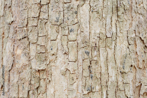 Teak tree bark texture fine quality wood 