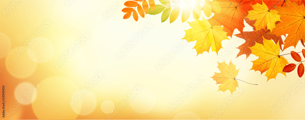 Autumn banner with leaves on sunlight. Vector