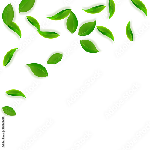 Falling green leaves. Fresh tea neat leaves flying