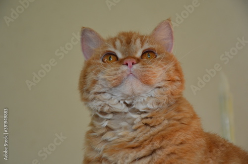 Foto selkirk rex