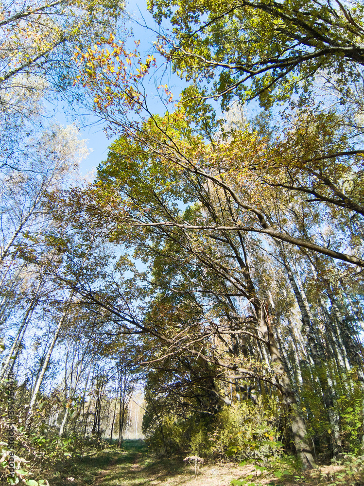 Obraz premium Autumn forest