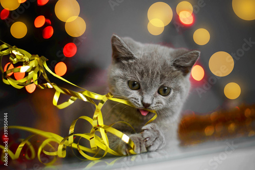 Schilderij op canvas Christmas cat