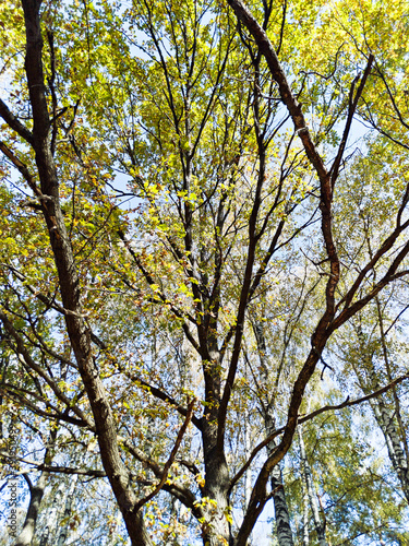 Autumn forest. Oak