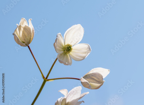 Fototapeta Naklejka Na Ścianę i Meble -  primo piano di fiori bianchi di clematis 
