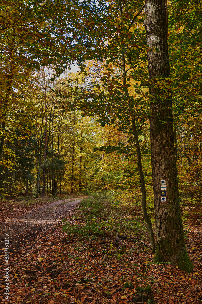 Wanderweg im Herbstwald bei Melchow - am Baum die Wegzeichen für den 66-Seen-Wanderweg und den Jakobsweg Wanderweg im Herbstwald bei Melchow - am Baum die Wegzeichen für den 66-Seen-Wanderweg und den Jakobsweg
