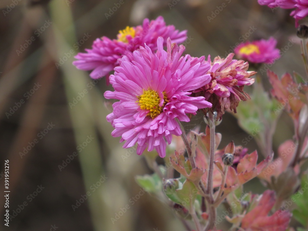 Obraz premium Pink flower object, f pattern, chrysanthemum a