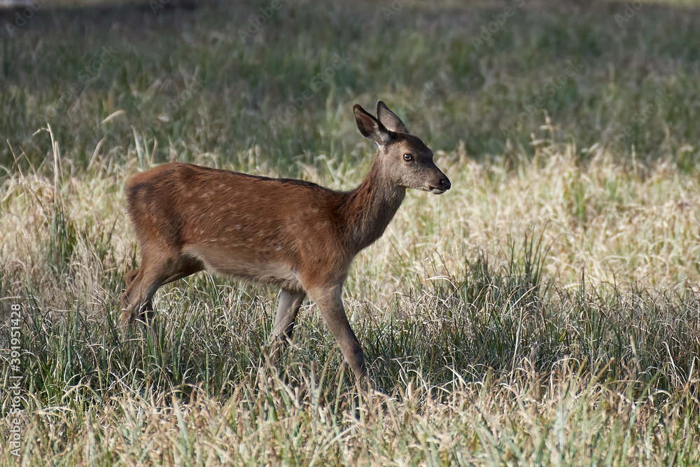 Red deer (Cervus elaphus) Red deer (Cervus elaphus)