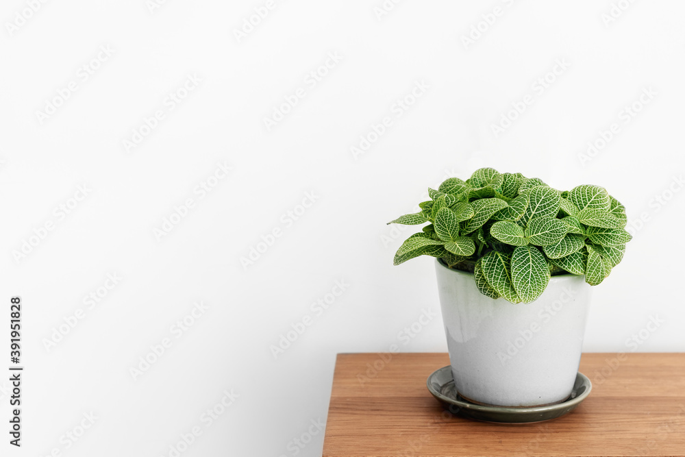 Fittonia plant in a white pot on a wooden cabinet