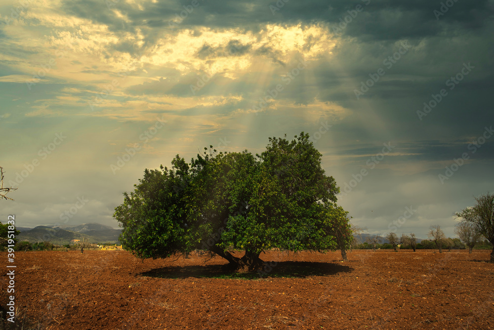 Fototapeta premium landscape