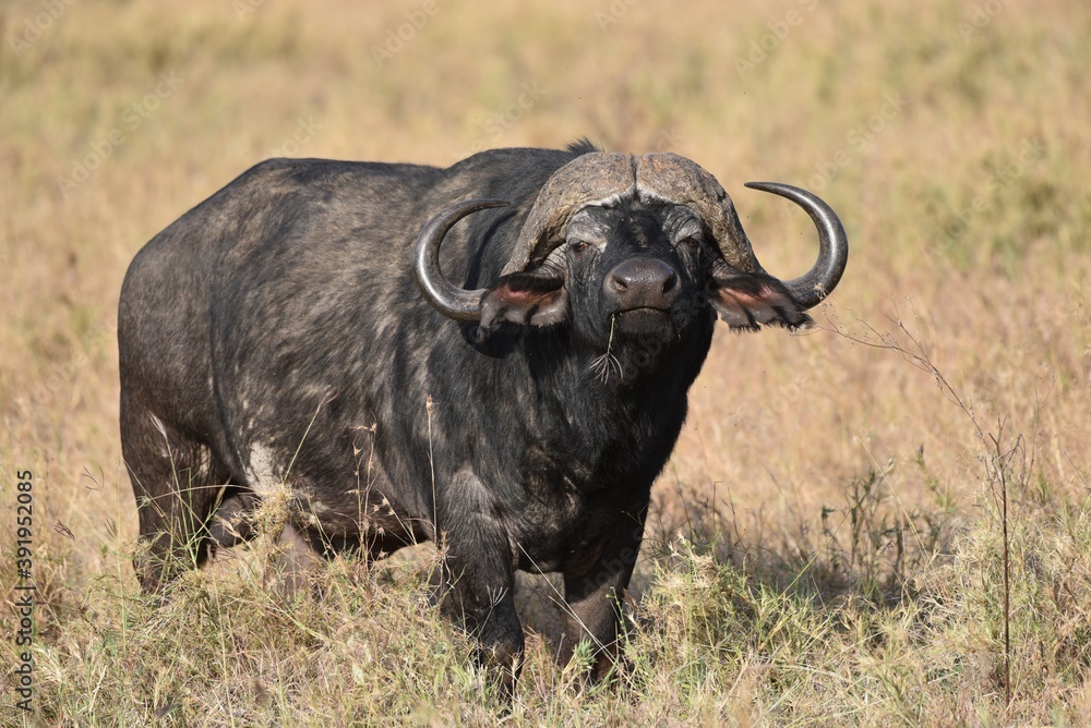 Face to face with an African buffalo or Cape buffalo (Syncerus caffer)