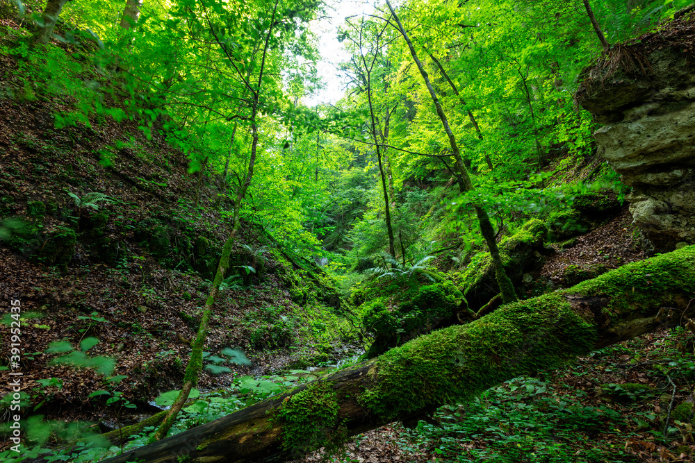 green moss on a tree