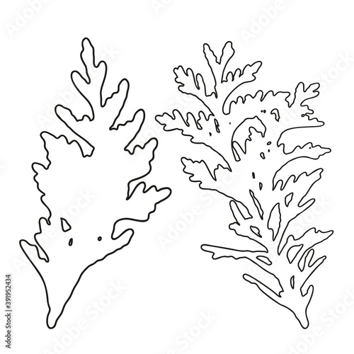 Vector leaves isolated black. Realistic hand drawn leaves illustration set on white background.