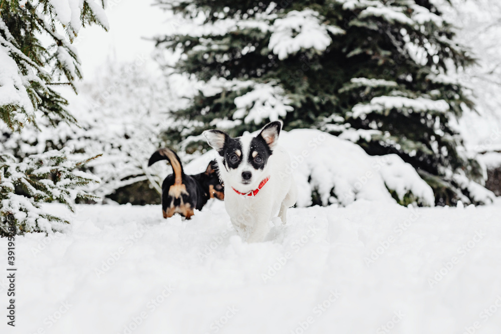 Two dogs playing in snow - obrazy, fototapety, plakaty 