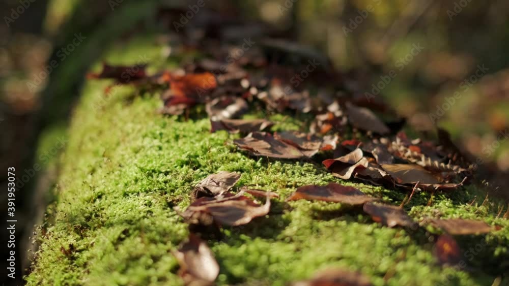 Moss on the Log - Rack focus over a moss-covered log with many wilted leaves Moss on the Log - Rack focus over a moss-covered log with many wilted leaves