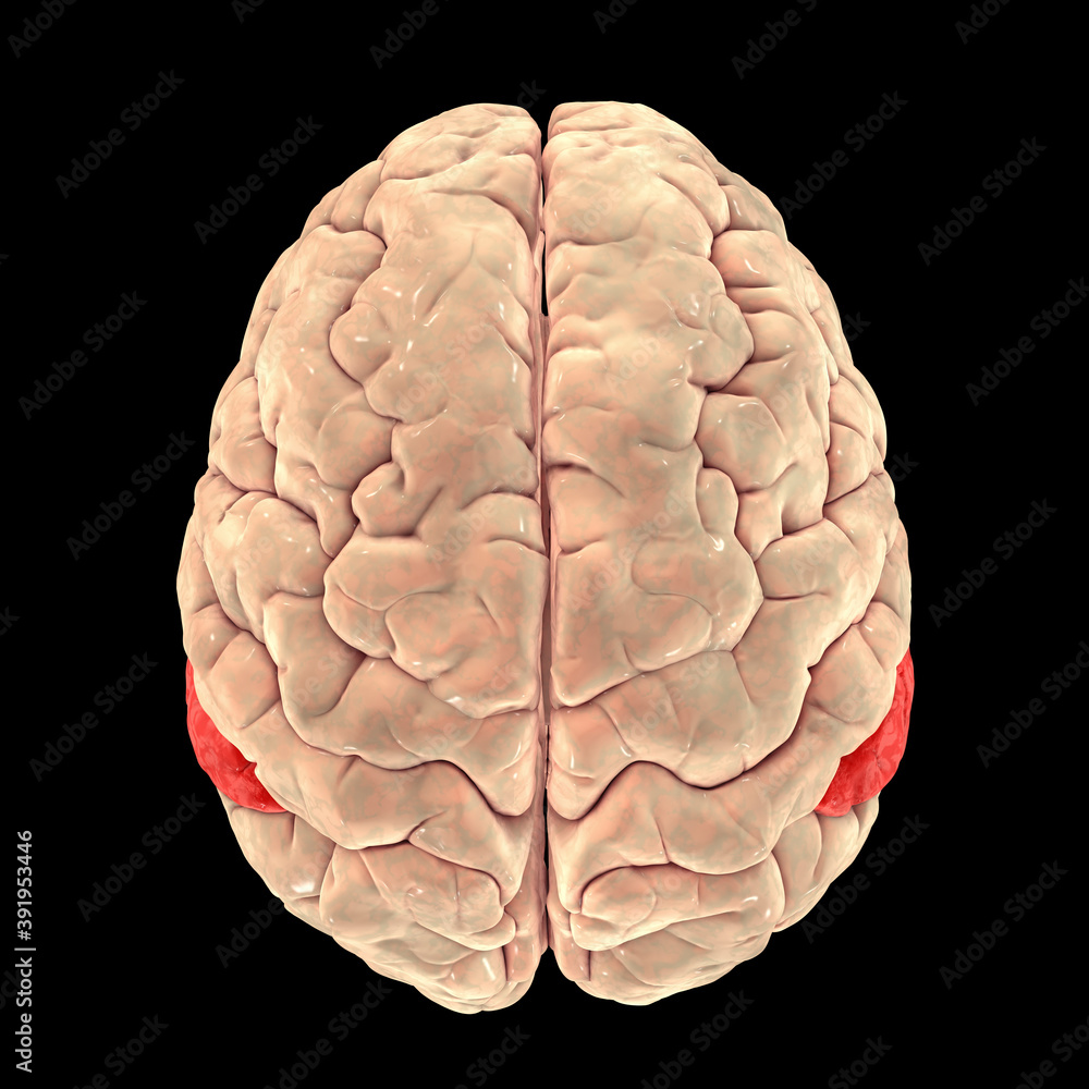 Human brain with highlighted angular gyrus Human brain with highlighted angular gyrus