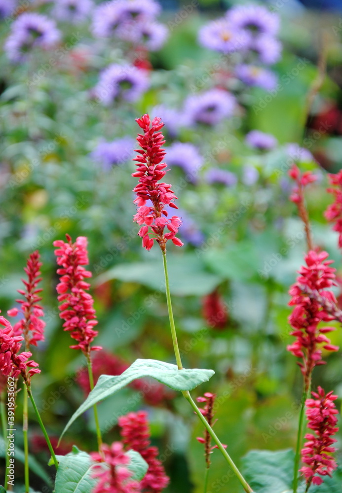 Close up of inflorescences with red flowers of kiss-me-over-the-garden-gate, prince’s feather or princess-feather (Persicaria orientalis or Polygonum orientale)