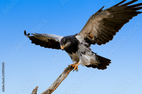 Black-chested Buzzard-eagle (Geranoaetus melanoleucus) in Ushuaia area, Land of Fire (Tierra del Fuego), Argentina photo