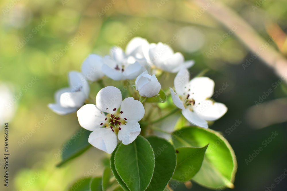 Beautiful branch of apple tree. Sunny spring day. Flowers bloomed on a branch. Photo sianto with selective focus Beautiful branch of apple tree. Sunny spring day. Flowers bloomed on a branch. Photo sianto with selective focus