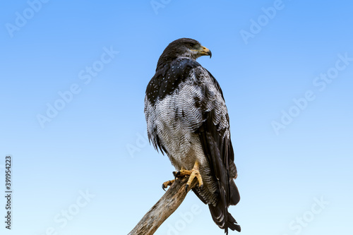 Black-chested Buzzard-eagle (Geranoaetus melanoleucus) in Ushuaia area, Land of Fire (Tierra del Fuego), Argentina