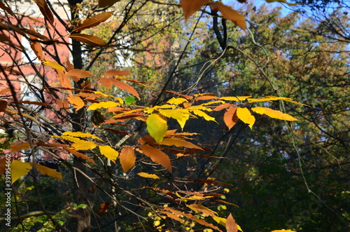 Autumn - Herbstfarben