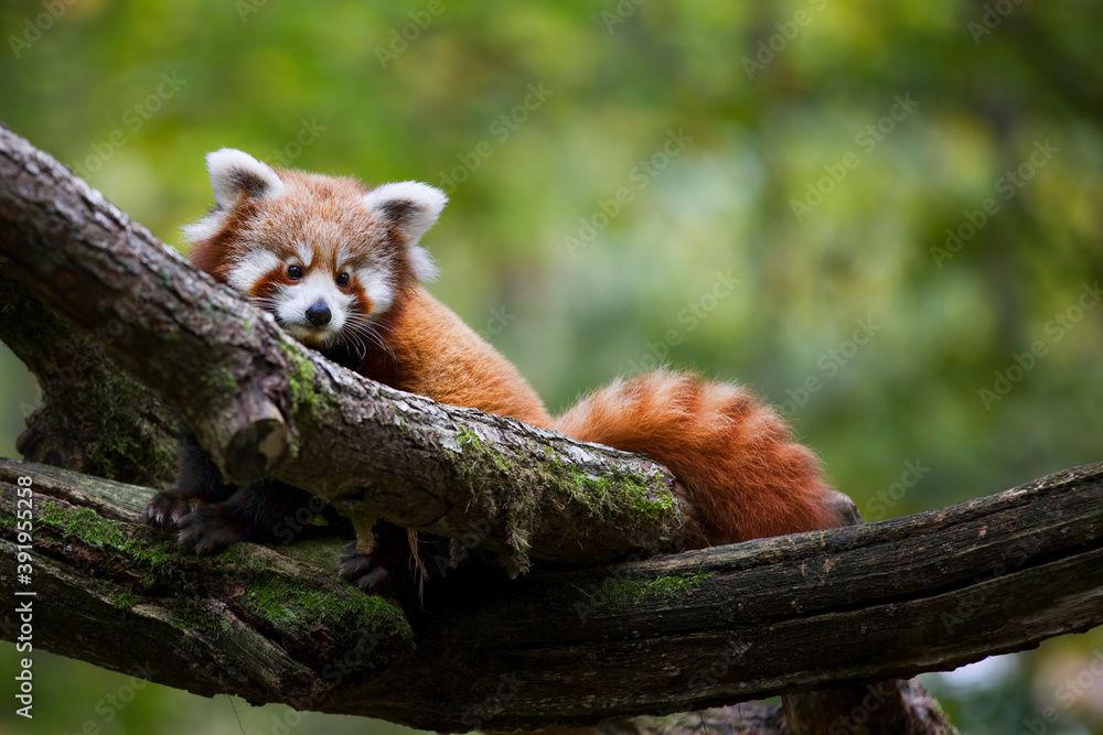 Obraz premium Red Panda