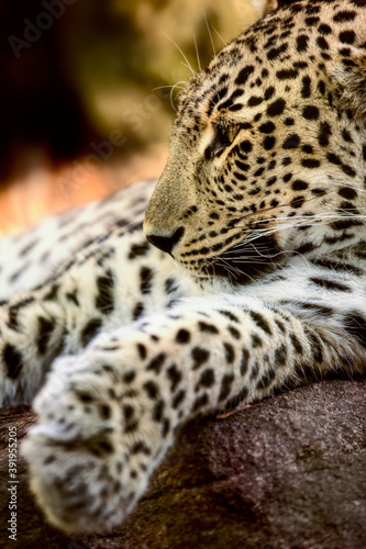 Persian Leopard