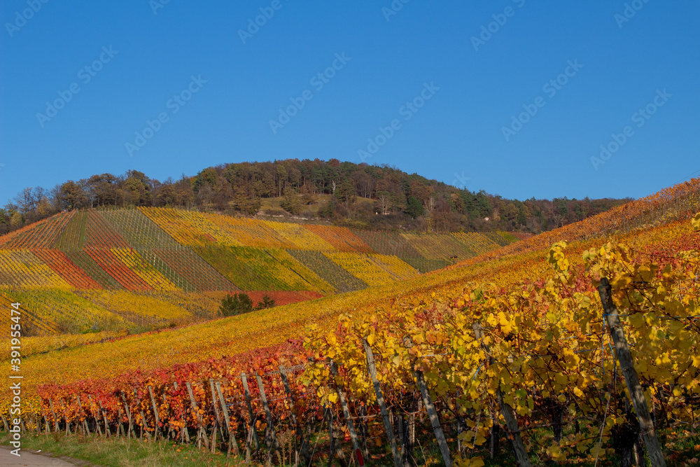 Weinberge im Herbst Blätter Laub mit Stuttgart im Hintergrund