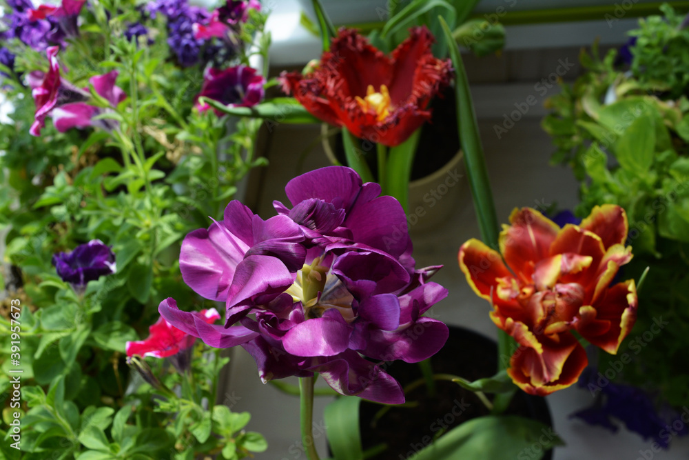 Beautiful purple tulip flower on the background of red tulips an Beautiful purple tulip flower on the background of red tulips an