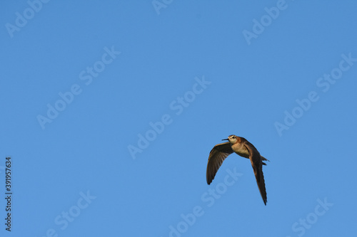 A male Wilson s Phalarope flies over a marsh defending his young on the Colorado prairie. 