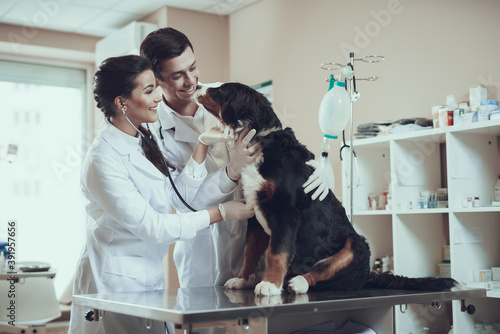 Man looking at a sick dog in the clinic. 